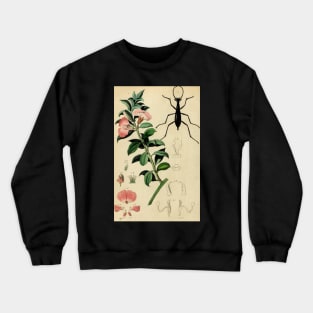 Pink flower with elegant black Damaster beetle; French botanical illustration from 1839 Crewneck Sweatshirt